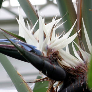 Bird Of Paradise flowering plant in carrollwood fl