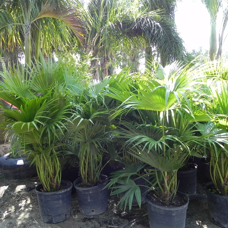 Chinese Fan Palm trees to plant in tampa fl
