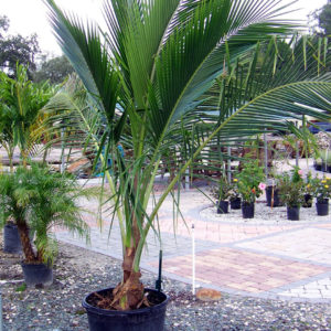 Coconut Palm tree in temple terrace fl