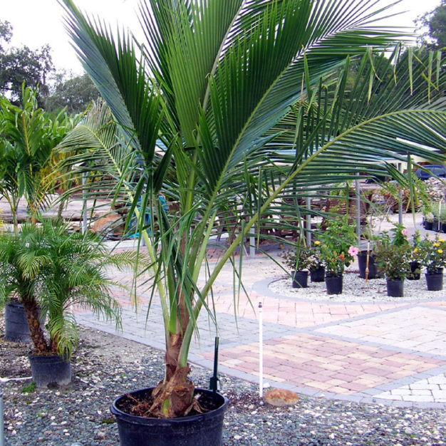 Coconut_Palm_25_gal2lg Cypress Creek Landscape Supply