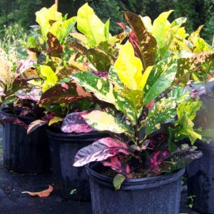 Croton Magnificent Landscaping plants in lutz fl