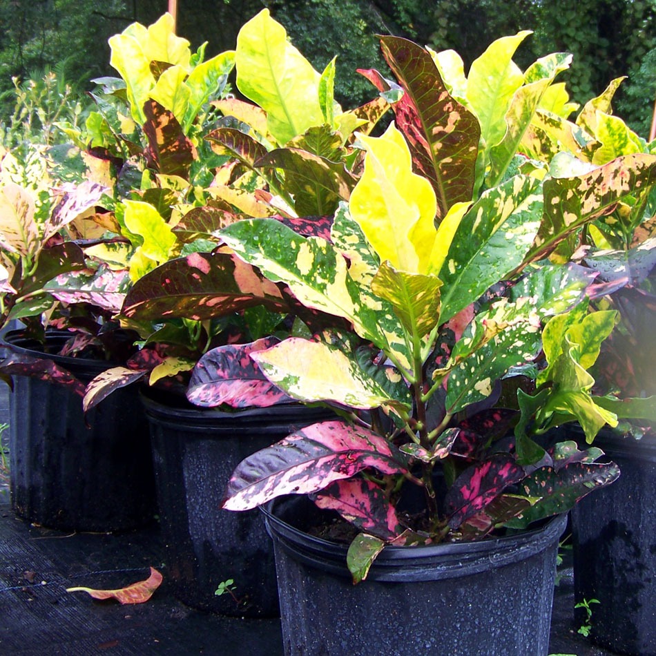 Croton Magnificent Landscaping plants in lutz fl