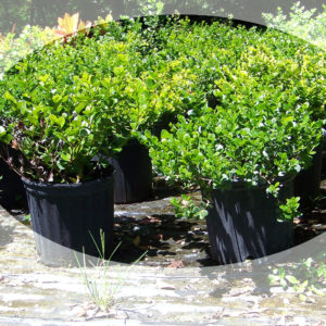 tampa fl landscaping Emerald Blanket