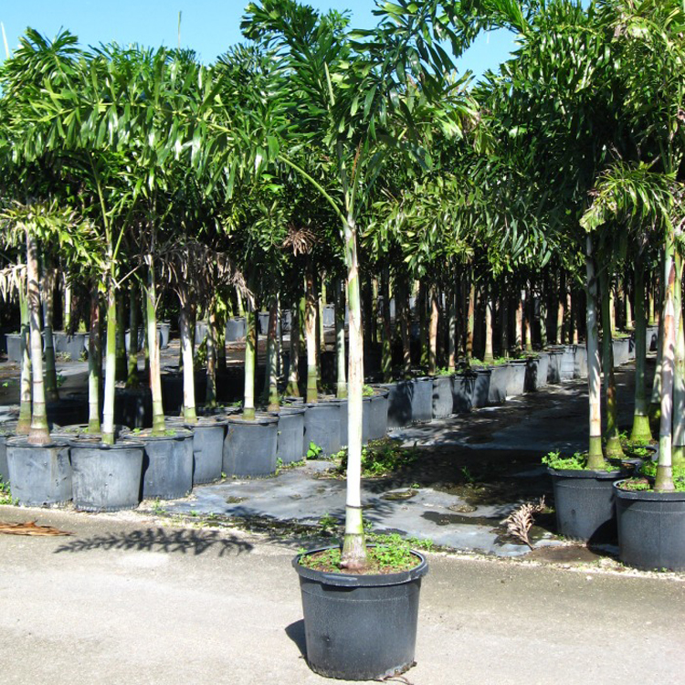 landscape Foxtail Palm in temple terrace fl
