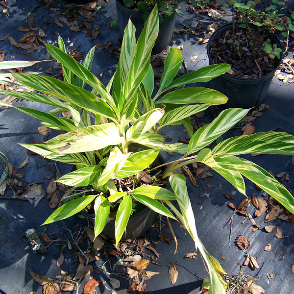 Ginger Variegated plant in tampa fl