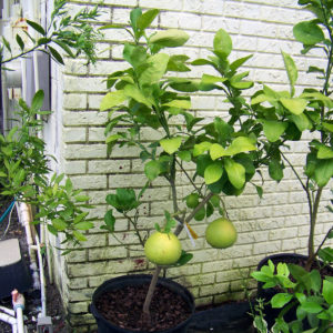 Grapefruit Tree at landscaping supply in tampa fl