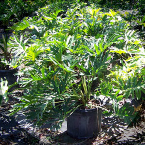 tampa fl Philodendron Selloum landscaping plants
