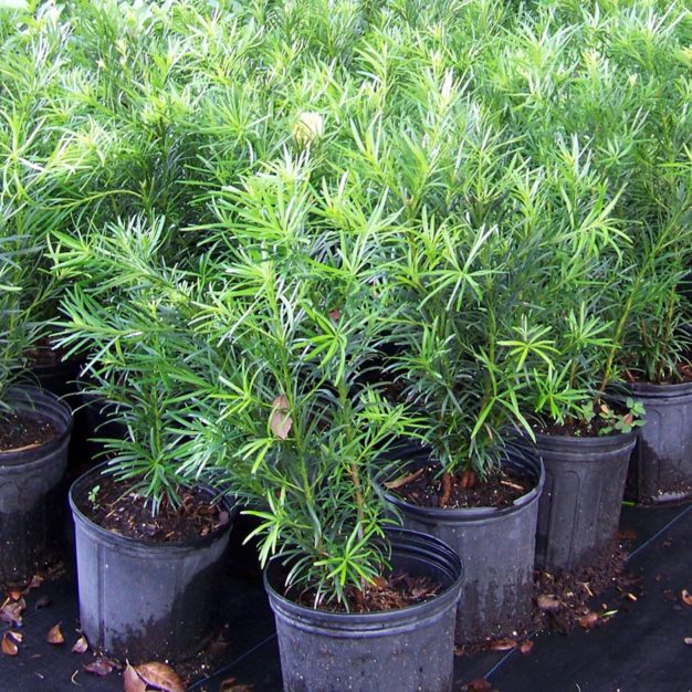 Podocarpus Hedge Landscaping & Gardening Tampa FL Nursery