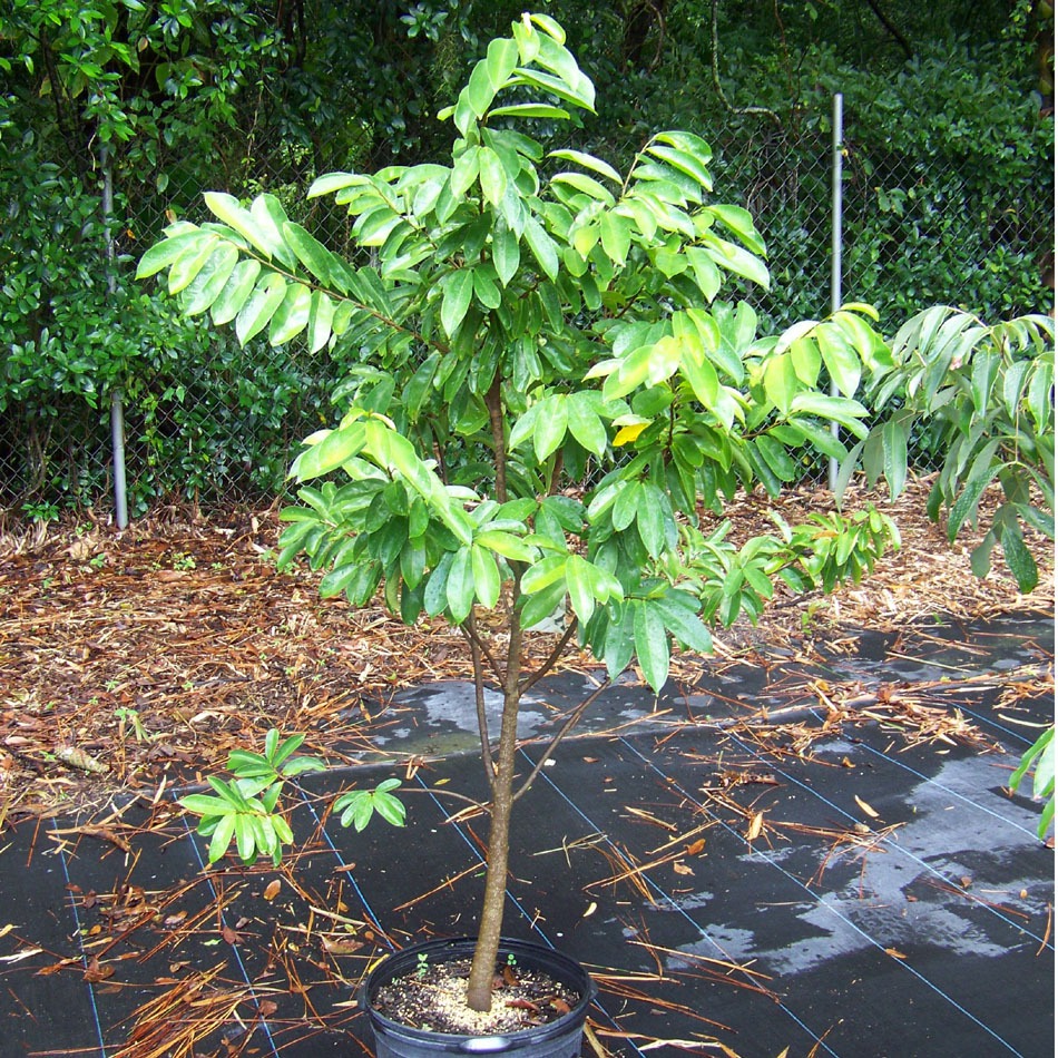 landscaping supply in carrollwood fl Soursop Tree