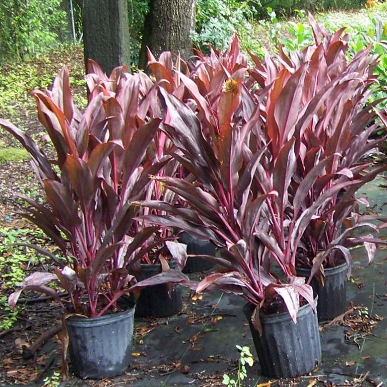 Ti Plant Red Sister Cordyline - Tampa FL Gardening Supplies