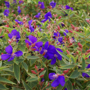 Tibouchina (Glory Bush) flowers in temple terrace fl