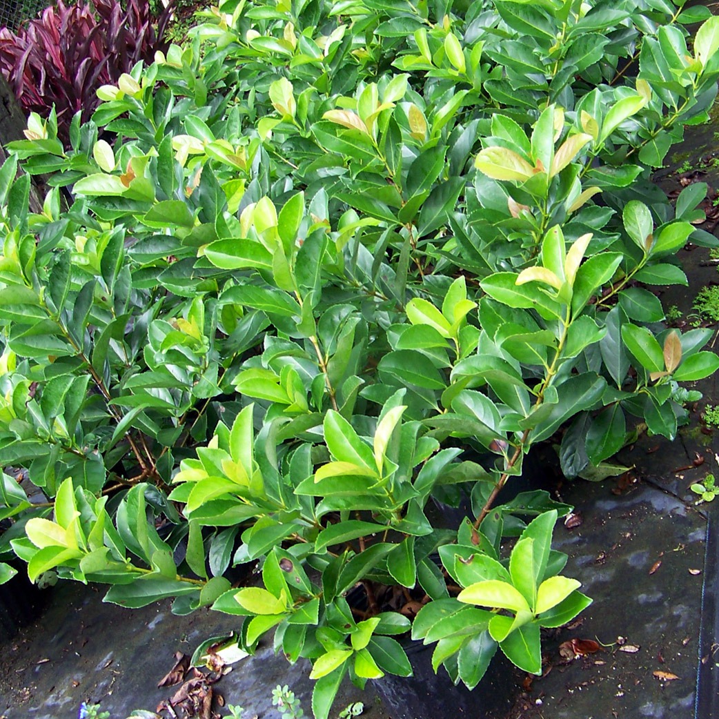 Viburnum Odoratissum in carrollwood fl