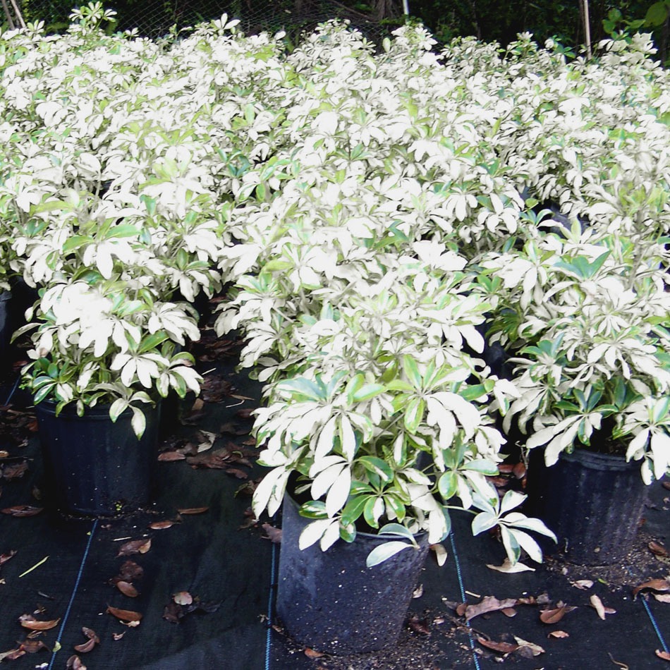 tampa fl variegated arboricolalg landscaping plant