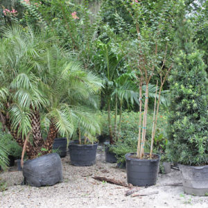 lake magdalene fl trees and shrubs plant nursery