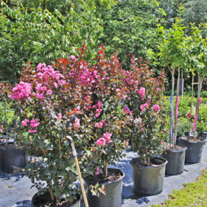 tree nursery selling trees and fruit trees