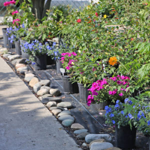 carrollwood fl plant nursery and blooming flowers