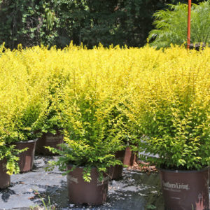 shrubs and hedges for sale at plant nursery garden center in tampa fl