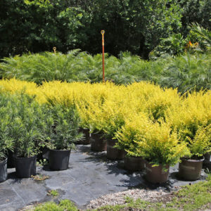 large ground covering shrubs at garden center in tampa fl