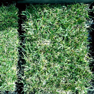 palmetto grass plugs for sale at our landscape supply store