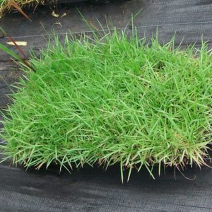 zoysia grass plugs for sale in lake magdalene fl