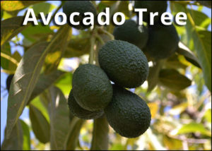 Avocado tree for sale at plant nursery in odessa fl