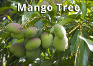 mango fruit trees for sale in tampa fl
