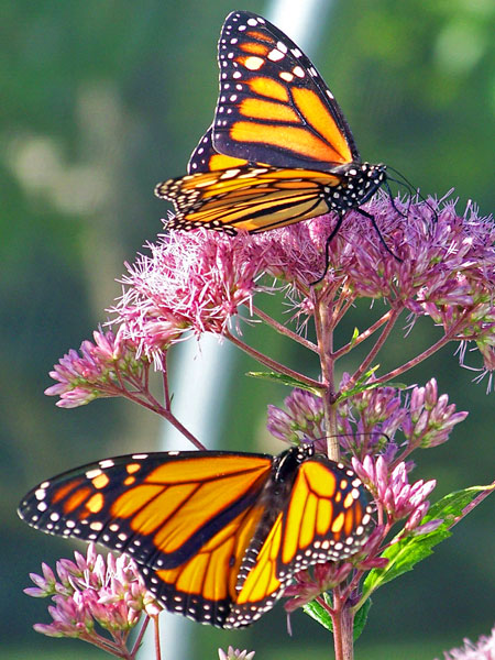 Butterfly Plants Plant Nursery Garden Center In Tampa Fl