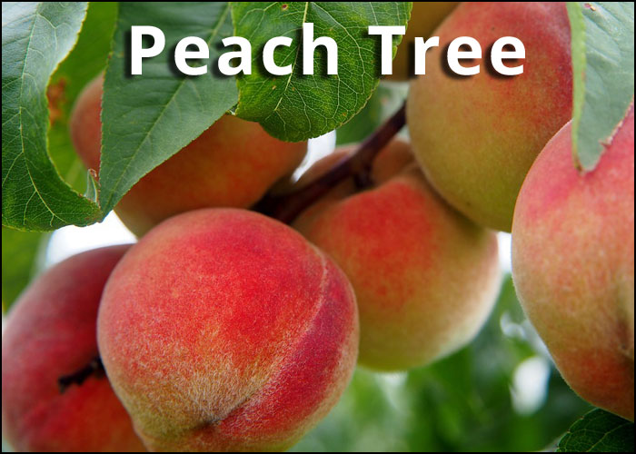 peach trees for sale at garden and landscape supply center in tampa fl