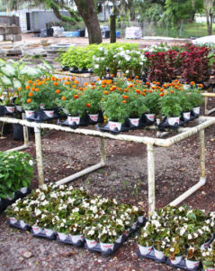 garden center with plants, flowers, and trees in carrollwood fl