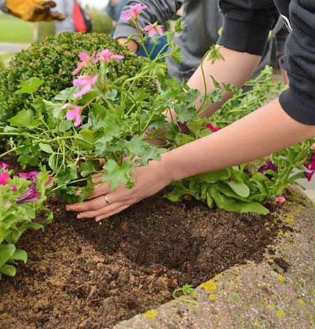how to plant flowers in town 'n' country fl