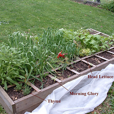 Square Foot Gardening Options