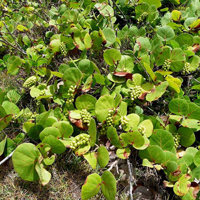 Seagrape Plant Florida native