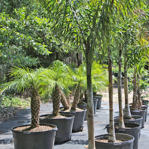 trees for sale at landscape supply store