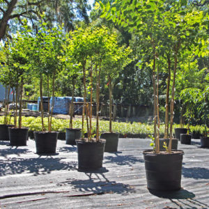 Tree Nursery in Citrus Park FL