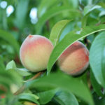 Peach Trees in Florida
