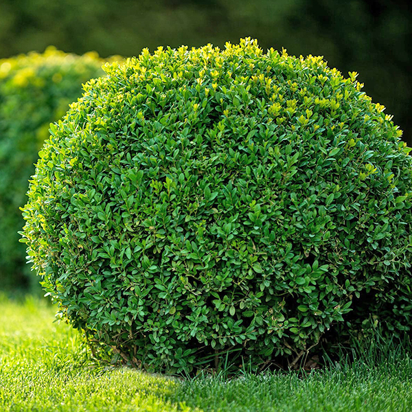 Beautiful gardening shrubs