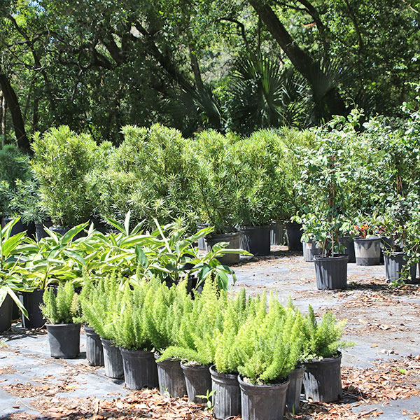 shrubs for sale in Citrus Park FL