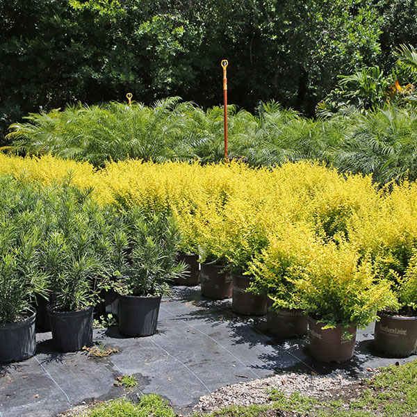 Shrubs Plant Nursery Ground Cover, Florida Landscaping Shrubs And Bushes
