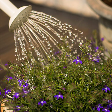 Watering your plants during the summer 