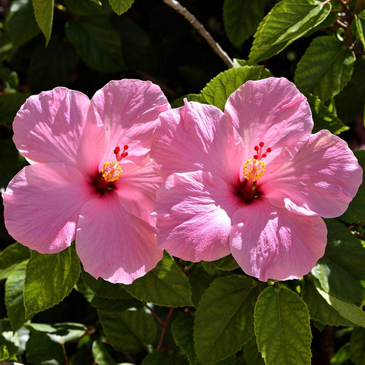 Pink Hibiscus Flower Florida