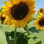 Sunflowers, Tampa FL