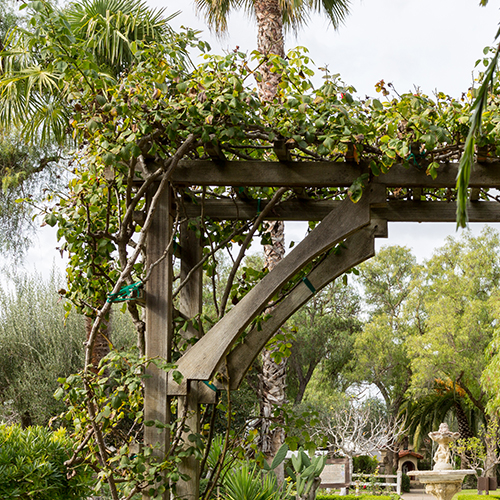 Nonflowering Climbing Vines