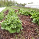 Rhubarb Plants, Carrollwood FL