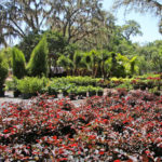 ground cover plants tampa florida