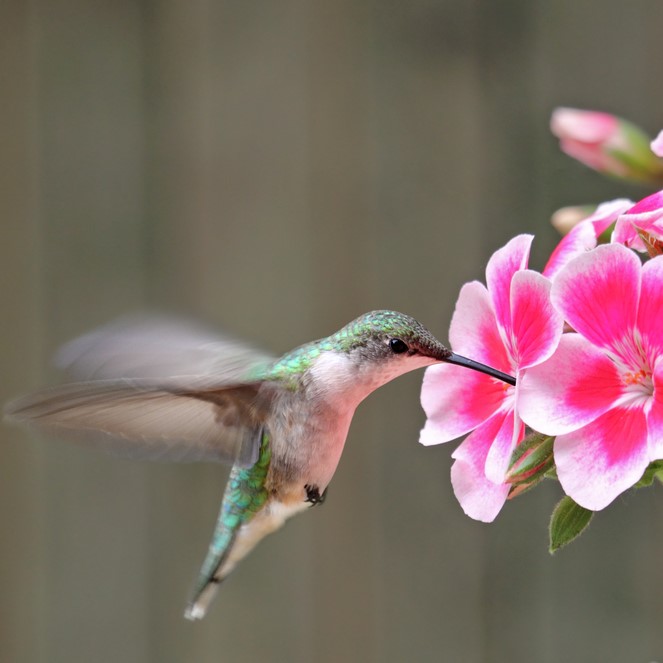 hummingbird garden, tampa bay, fl