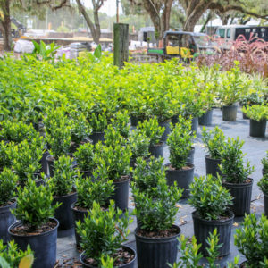 lake magdalene fl trees and shrubs plant nursery