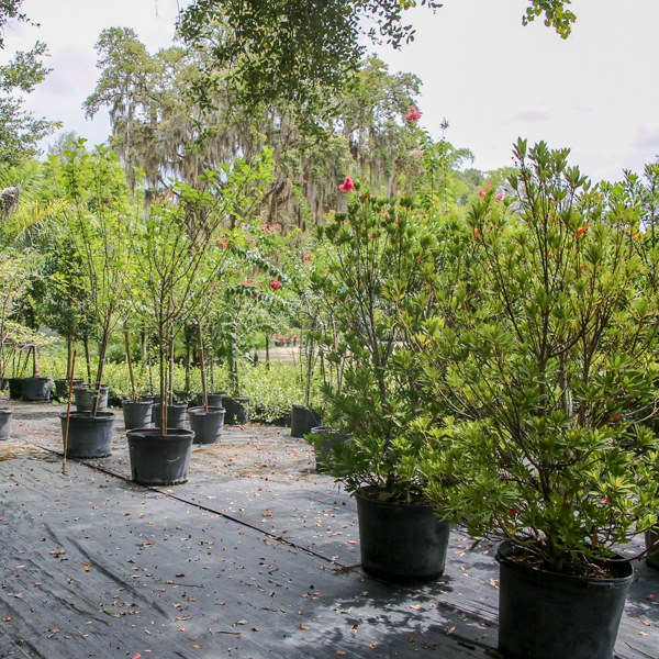magnolia trees and flowering plants for sale at our garden center in lake magdalene fl