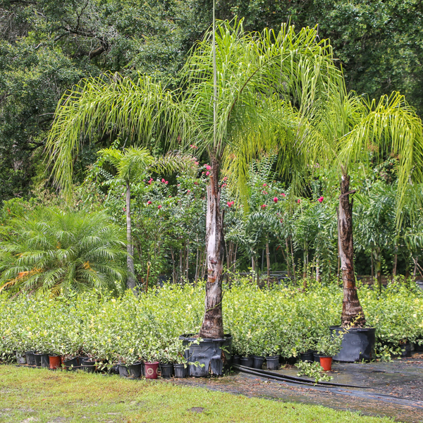 palm trees in landscaping supply tampa fl