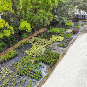 garden center with plants, flowers, and trees in carrollwood fl